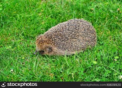 Prickly hedgehog on a green grass