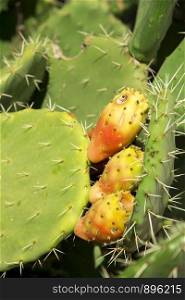 Prickly pear cactus aka opuntia on the leaves of cactus with ripe red and yellow growth