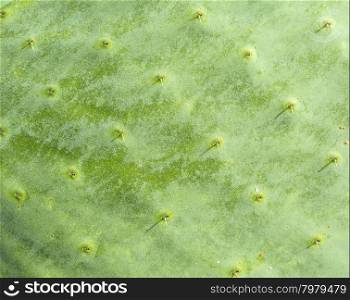 prickly pear cactus nopal detail Mediterranean area