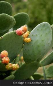 prickly pear cactus nopal with fruits from Mediterranean