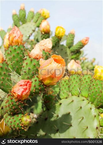 Prickly pear plant (cactus) in blossom after rain