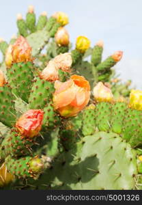 Prickly pear plant (cactus) in blossom after rain