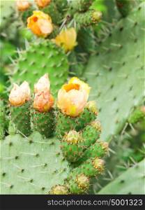 Prickly pear plant (cfctus) in blossom