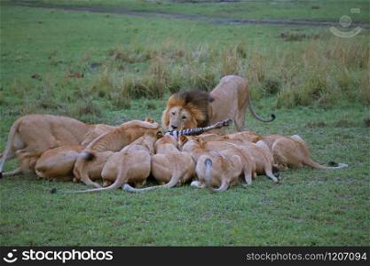 Pride of lions feasting on Zebra kill, Maasai Mara National Reserve, Kenya
