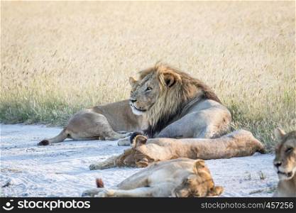 Pride of Lions laying in the sand in the Chobe National Park, Botswana.