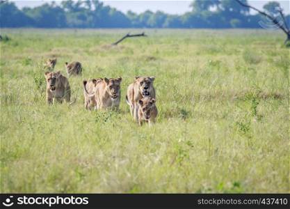 Pride of Lions walking in high grass in the Chobe National Park, Botswana.