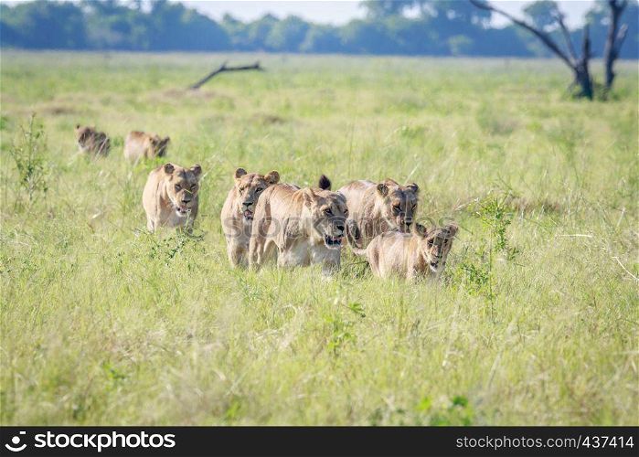 Pride of Lions walking in high grass in the Chobe National Park, Botswana.