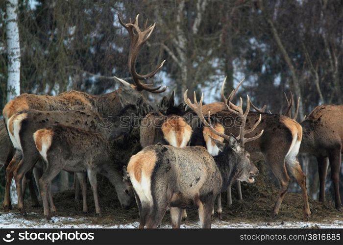 pride of red deers in winter. red deers