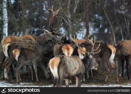 pride of red deers in winter. red deers