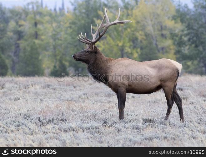 Prime age bull elk profile in sagebrush