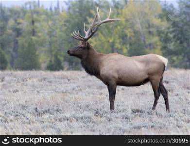 Prime age bull elk profile in sagebrush