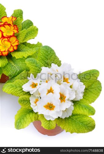 Primrose flowers isolated on white background.