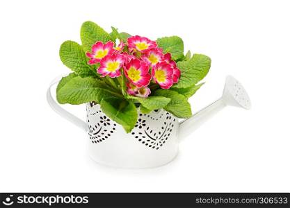 Primrose in decorative watering can isolated on white background.