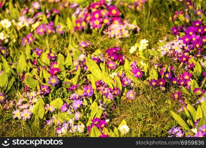 primroses in spring in a German garden