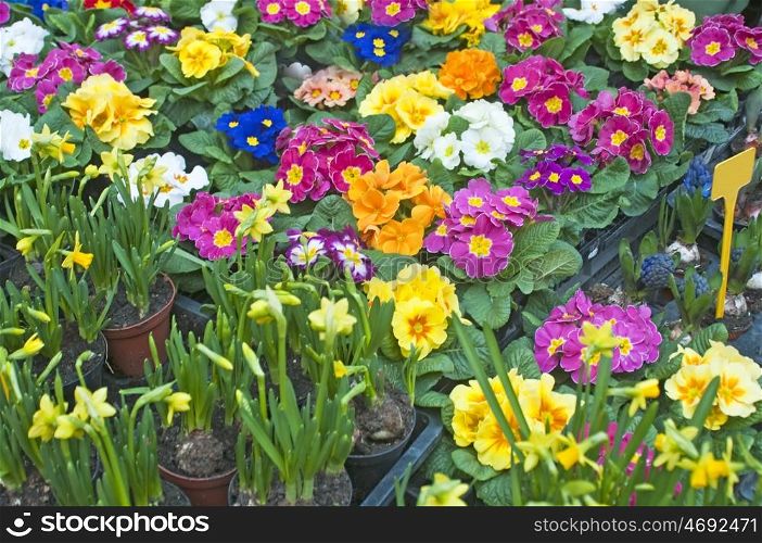 primroses with a lot of colored flowers. primrose