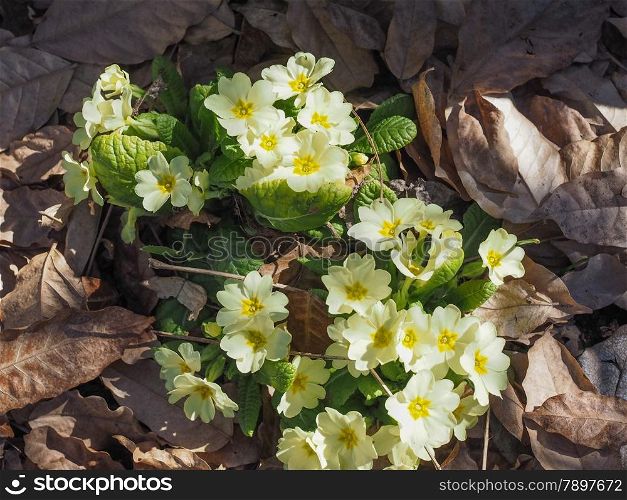 Primula flower. Primula means prime since it is among the first flowers to blossom in early spring