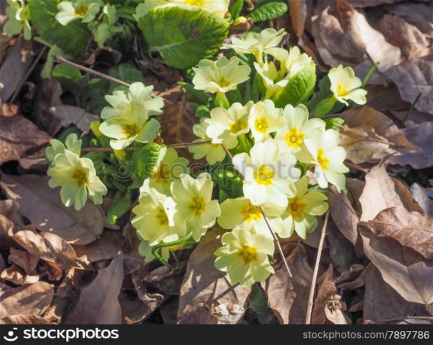 Primula flower. Primula means prime since it is among the first flowers to blossom in early spring