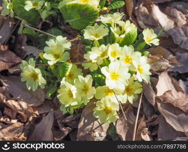 Primula flower. Primula means prime since it is among the first flowers to blossom in early spring