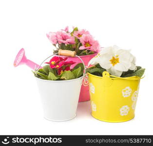 primula flowers in pots isolated on white