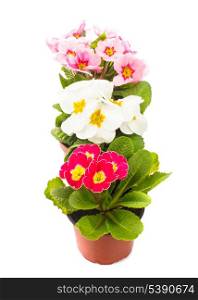 primula flowers in pots isolated on white