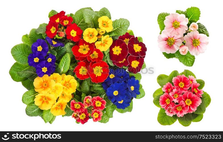 Primula flowers on white background. Spring primroses blooms
