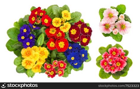 Primula flowers on white background. Spring primroses blooms