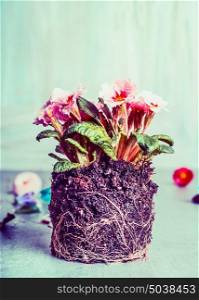 Primula flowers plant with dirt and roots for planting, front view