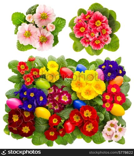 primula flowers with easter eggs decoration isolated on white background