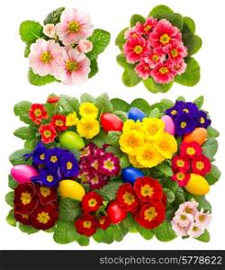 primula flowers with easter eggs decoration isolated on white background