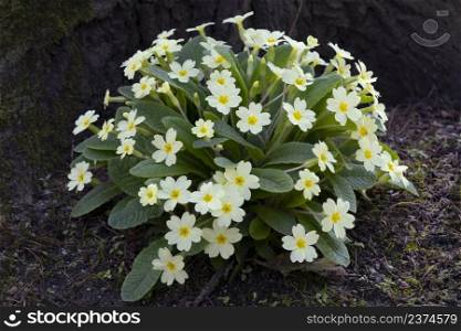 Primula vulgaris, common primrose blooming outdoors in the garden in springtime