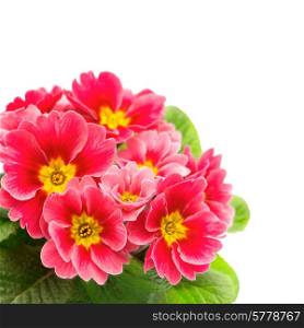 primulas isolated on white background. ftresh spring flowers pink primrose