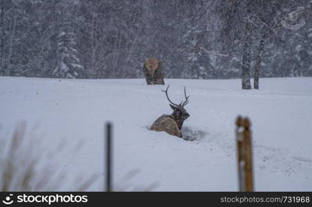 Prince Albert National Park Saskatchewan Canada Elk winter