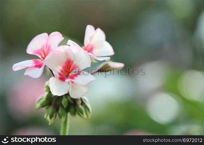 prince de monaco pink rose flowers in close up