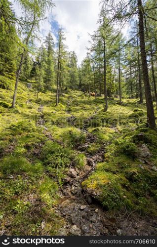 Pristine idyllic forest on a mountain, Austria