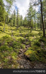 Pristine idyllic forest on a mountain, Austria