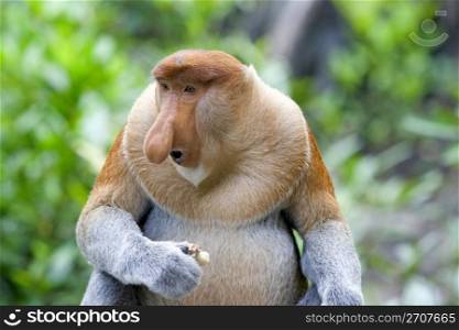 Proboscis monkey in the mangrove, Kota Kinabalu