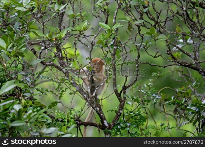 Proboscis monkey in the mangrove, Kota Kinabalu