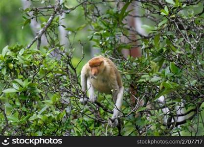 Proboscis monkey in the mangrove, Kota Kinabalu
