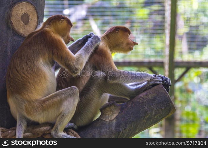 Proboscis monkey in the zoo of Kota Kinabalu, Malaysia.