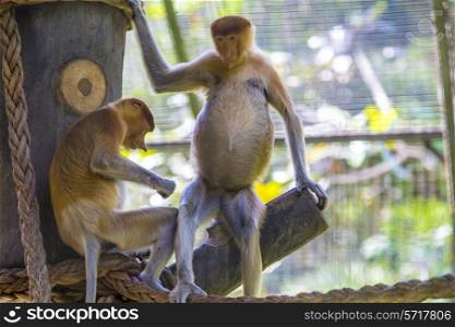Proboscis monkey in the zoo of Kota Kinabalu, Malaysia.