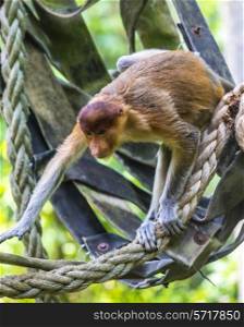 Proboscis monkey in the zoo of Kota Kinabalu, Malaysia.