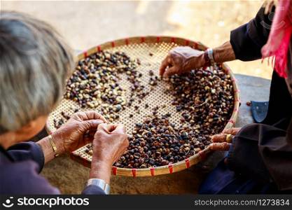 process of sorting dried coffee beans by hand farmers