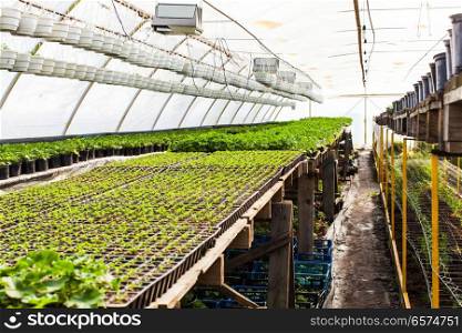 Professional greenhouse with different plants. The small plants in pots placed on shelves at the greenhouse