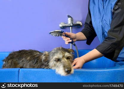 Professional pet groomer washing dog in pet grooming salon. High quality photo.. Professional pet groomer washing dog in pet grooming salon. 