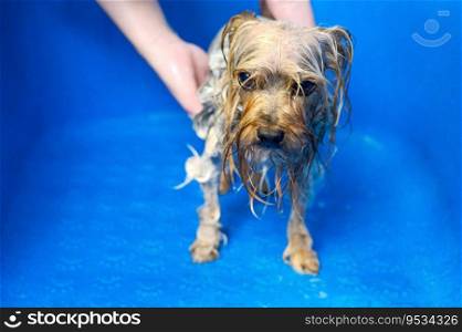 Professional pet groomer washing Yorkshire terrier with sh&oo in pet grooming salon. High quality photo.. Professional pet groomer washing Yorkshire terrier with sh&oo in pet grooming salon. 