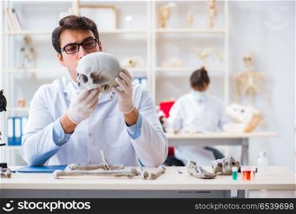 Professor studying human skeleton in lab