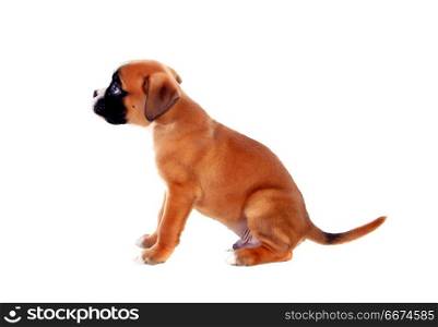 Profile of a adorable boxer puppy . Profile of a adorable boxer puppy on a isolated white background
