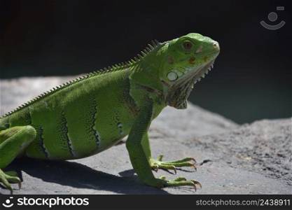 Profile of a bright green iguana with spines down his back.