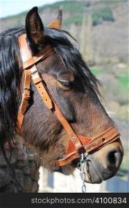 profile of a brown horse wearing halter