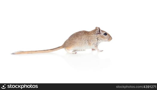 Profile of a funny gergil isolated on a white background